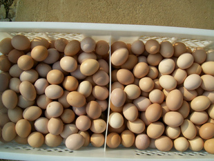 ʲݼ