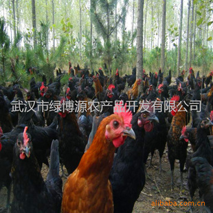 ʲݼ̿Ǽи