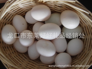 񵰡鼦硢鵰ɢӪ