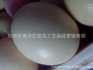 礼品鸵鸟蛋,鸡蛋,百蛋鸵鸟蛋,批发礼品鸵鸟蛋