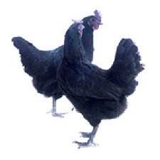 ӪɢӭϿͻ綩