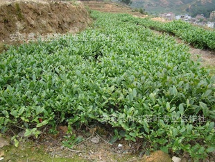ԭֱ2012谲Ϫ
