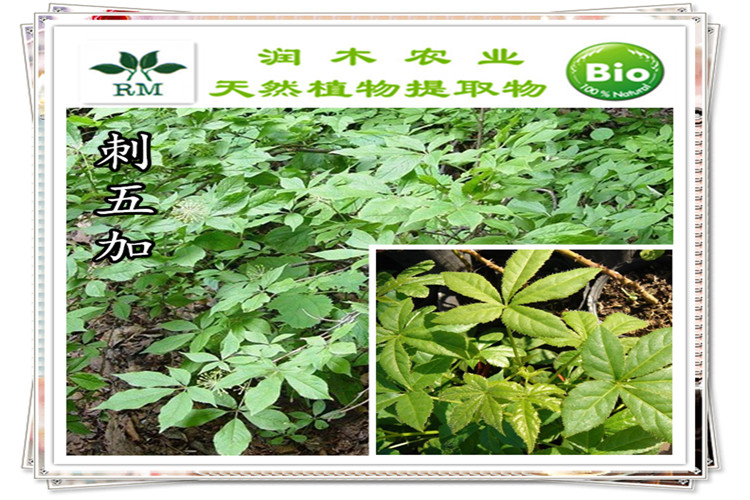 大量供应天然植物提取物南刺五加甙b e1%