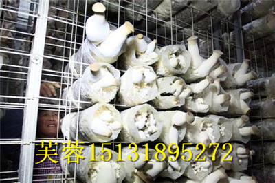 ĢֲƬӦܽ15131895272