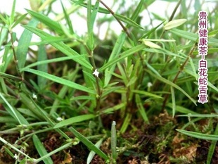 羊须草沃草草