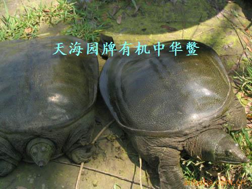 캣԰ллֳ̬ձ