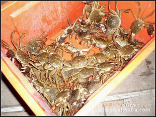 卖阳澄湖大闸蟹卖特价母螃蟹1.5两包邮