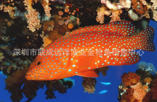 Ұʯ--ǰߣ0-4ȱ棬ȫ̿ˣ