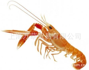 СϺNephropsnorvegicus