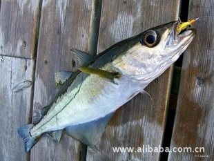 Pollachiusvirens