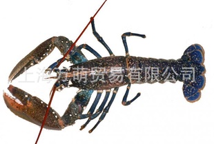 Ϻeuropeanlobster