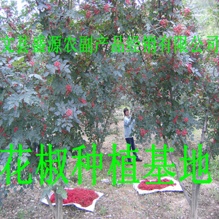 产地武都花椒