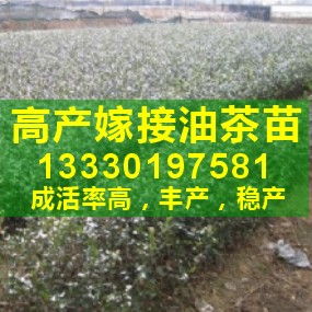 ӭɹͲ|繩Ӧ