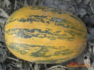 Դؼ޿Ϲ