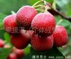 ɽ髸Ƭ