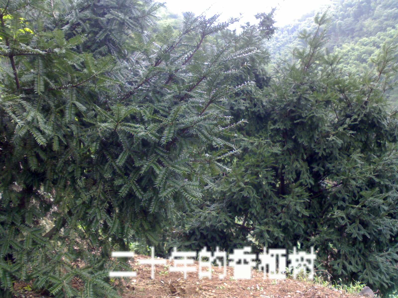 香榧树苗