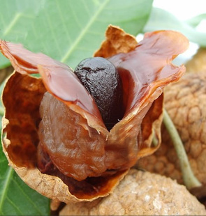 12Ʒ/֦250g/ز/˾/Ź/