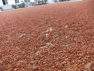 2011ɽ髸