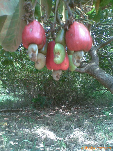 װǴ