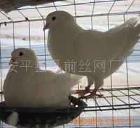 肉鸽笼鸽子笼钢丝网片