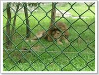 菱形网、勾丝网、活络网批发-河北厂家价格低