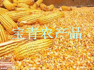 批发玉米..满1吨送货.鸽饲料玉米.质量上等。