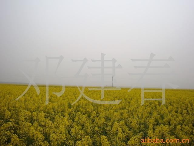 ˫Ͳ2010