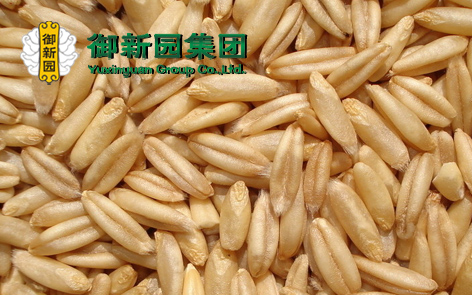 Ӫḻʳ