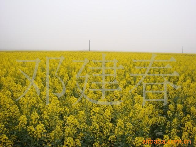 2010˫ƷͲ
