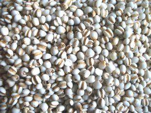 С޲޲500g޲Сɽ޲ʵ