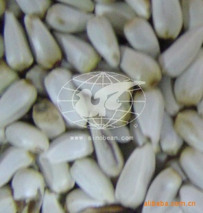 ʳ컨Ѻ컨safflowerʳbirdseedʳ