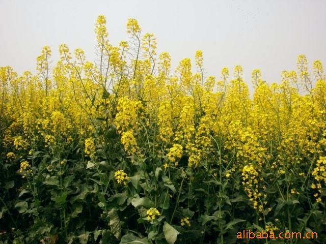 2010˫Ͳ
