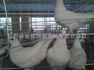 ɽ룬ɽָ룬