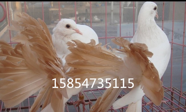 ԶṩӦ½īŮβë