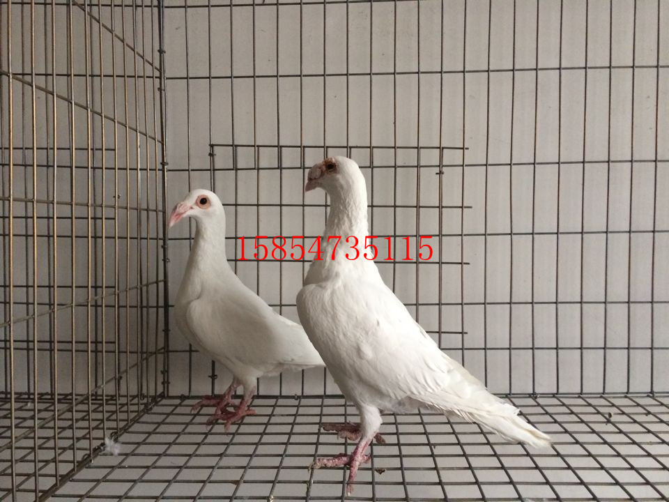 河南大鼻子观赏鸽黑大鼻子品种