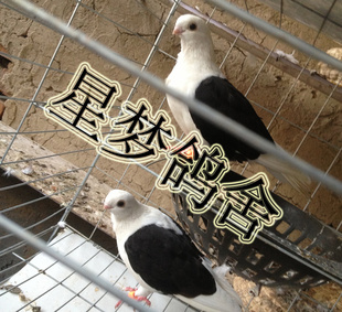 ͸͸ÿĸƯ루һԣ