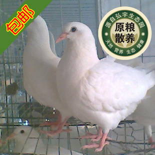 ԭιӰ뾻׸䶳׸Ӳʰ