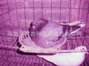 ʳֳָָ