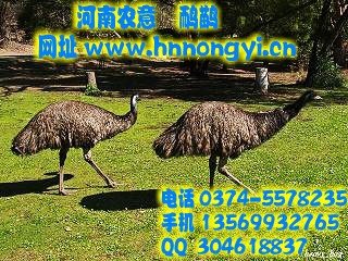 ֳֳϺ츹ֳ