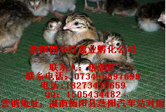 ҰҰ硢ϺҰ