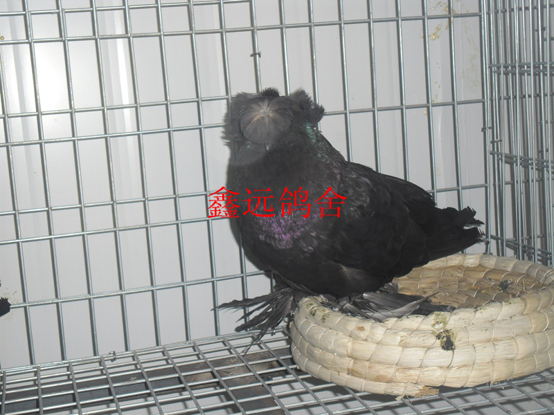 ϵ͸ԪƷ