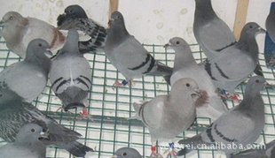 ݸ룬˶峤ԼΪ183cmӭѯ