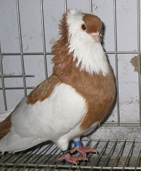 ϵƷŮë