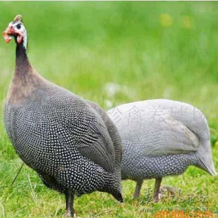 鼦
