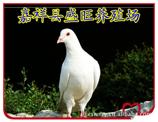 ,ֳǿ,