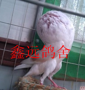 ͷ͸ͷͷӸ