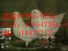 Ӧ½³ľг