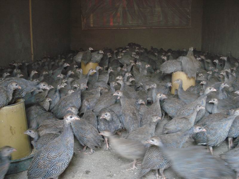 鼦,.