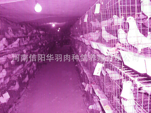ֳֳָָ