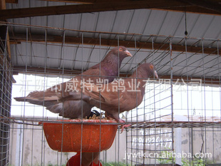 ָ룺쿨ū롢ף